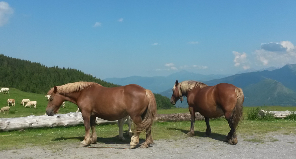 Pyrénéens 2