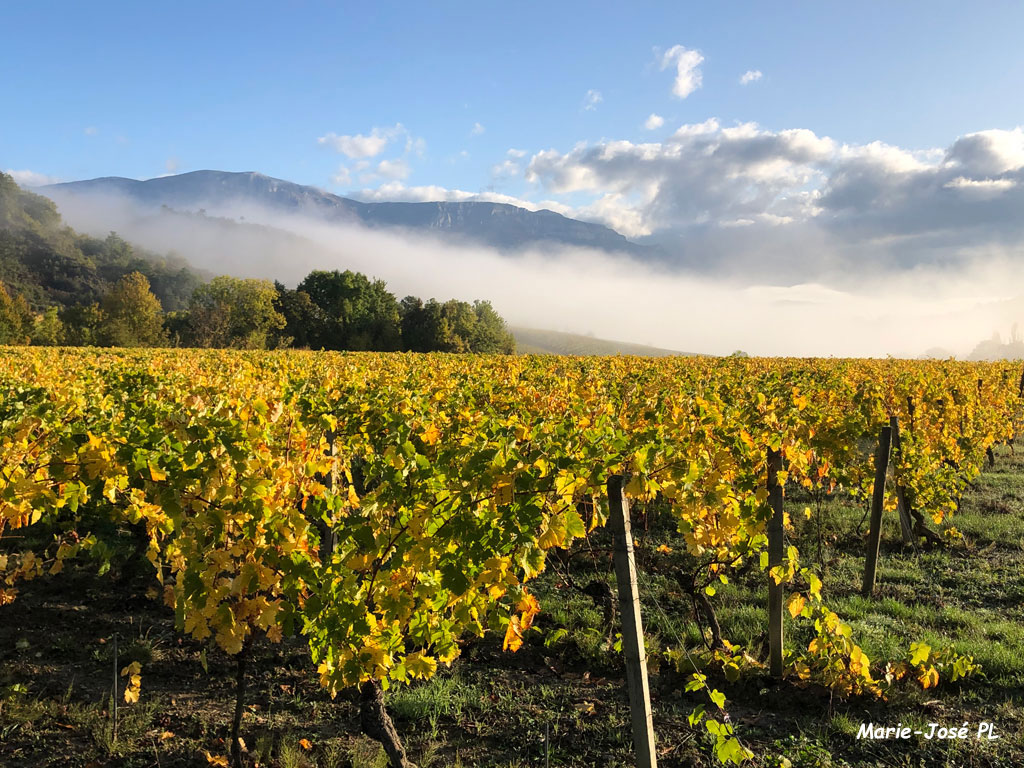 201911-Vigne en automne