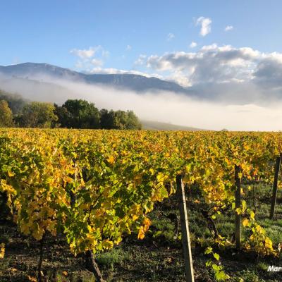 201911-Vigne en automne