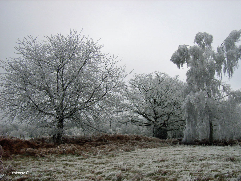 202001-Le-givre