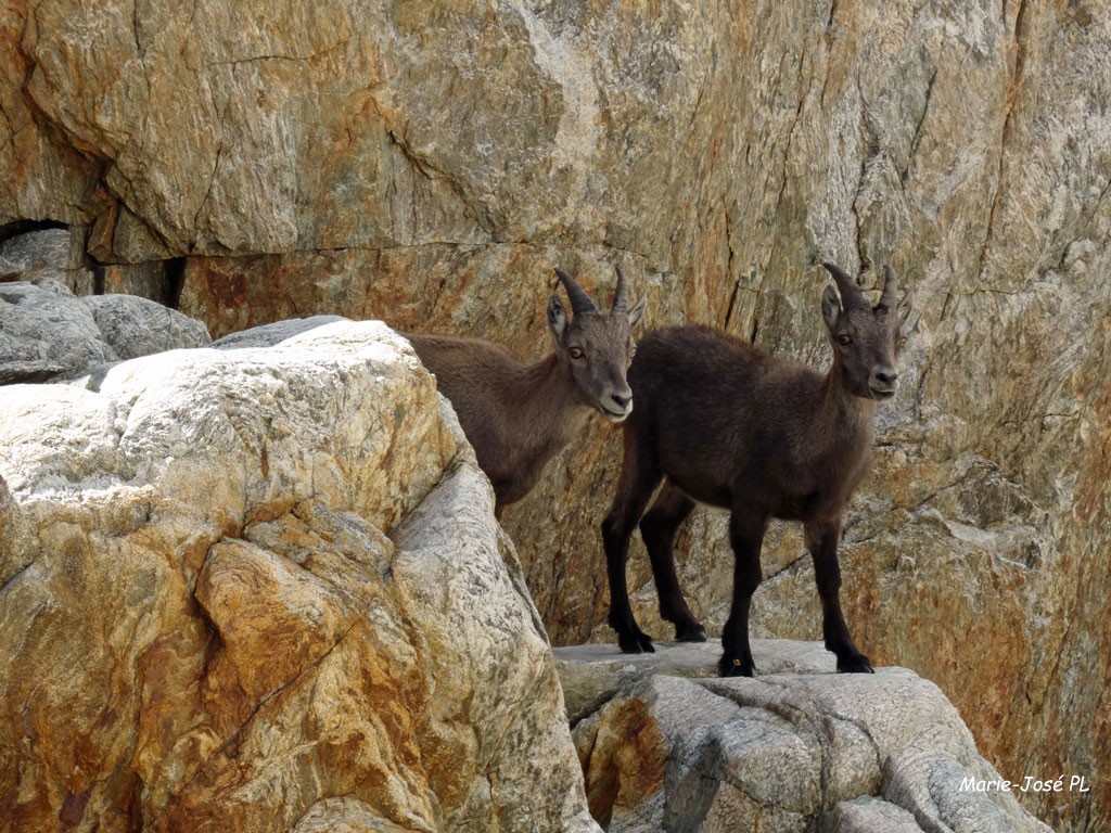 202010 faune de montagne faune1