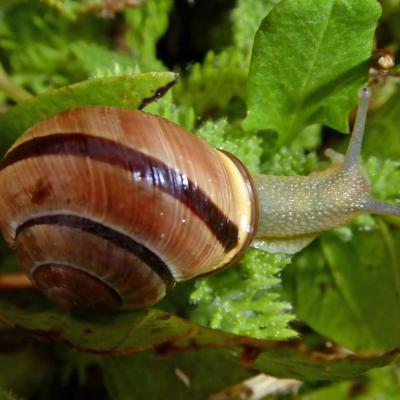 202101g8 les escargots -snail4