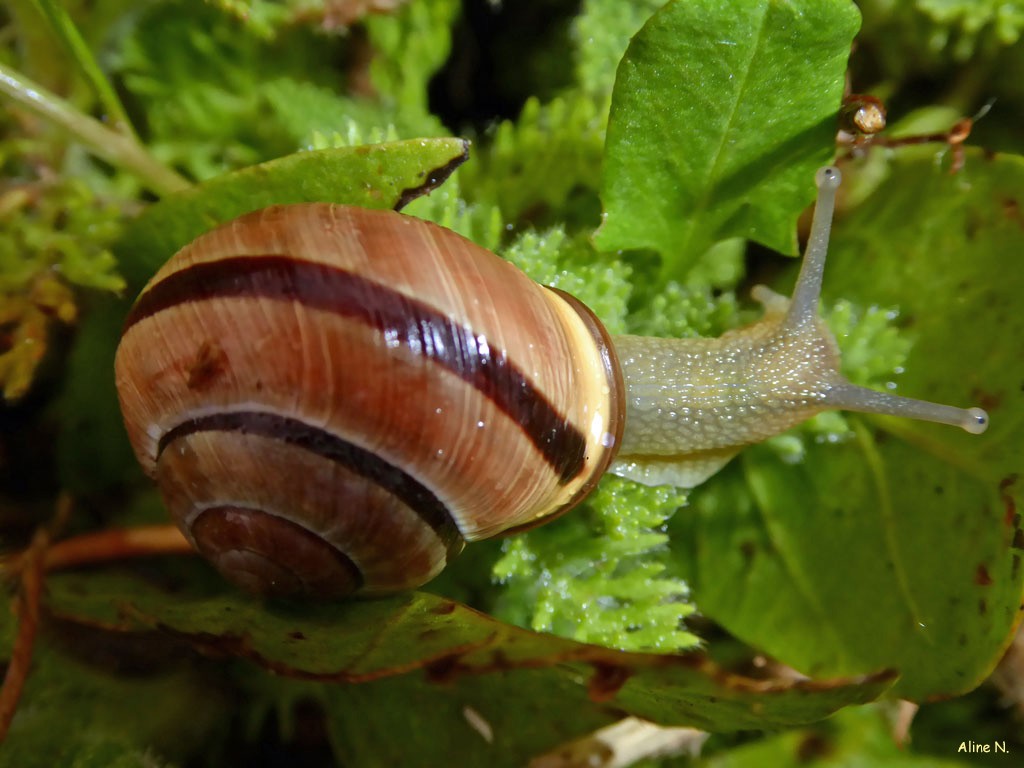 202101g8 les escargots