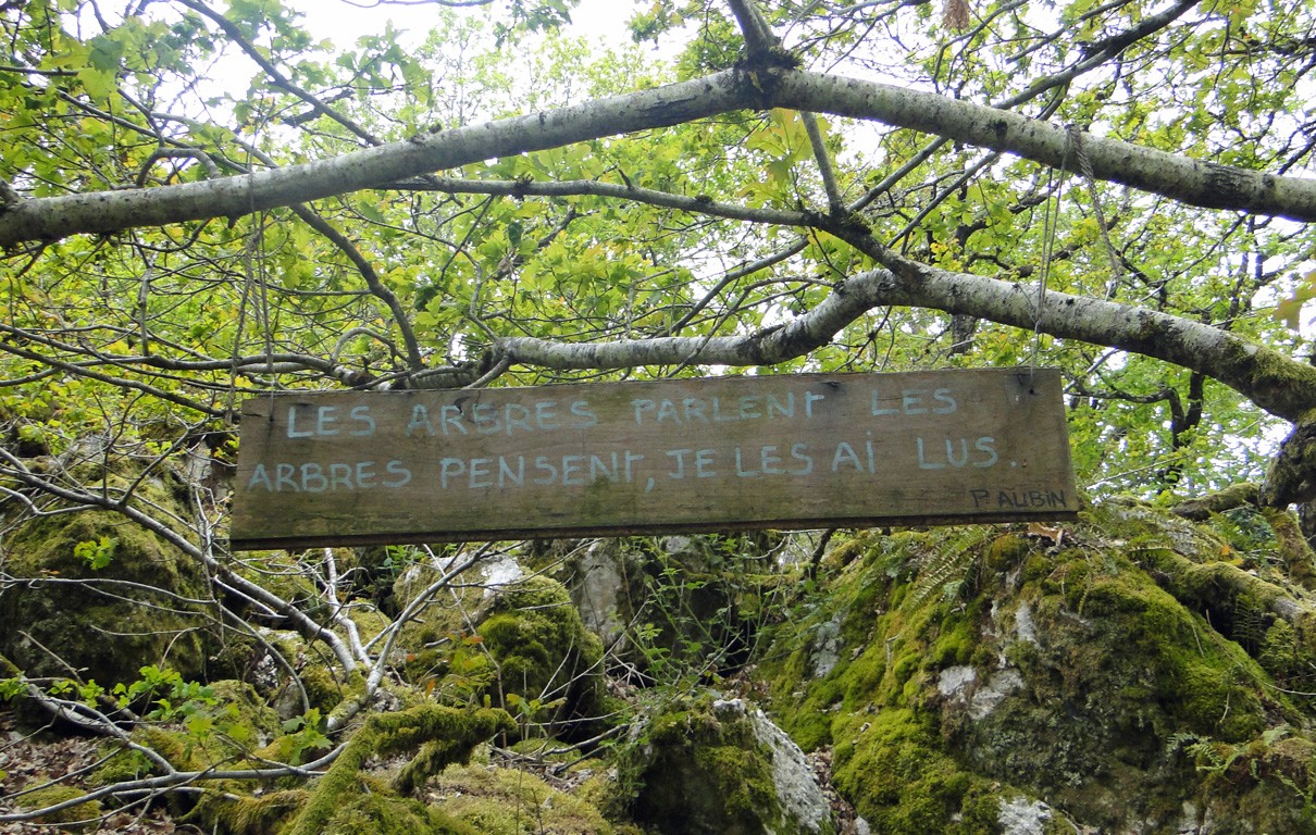 202202 pensée arbres