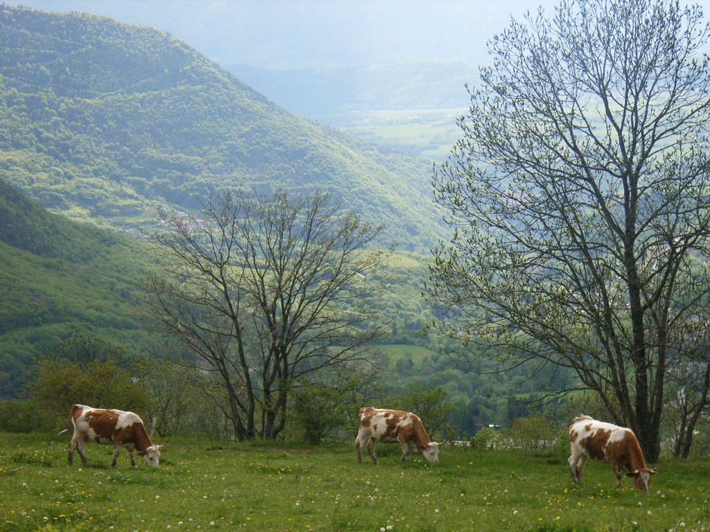 Vaches-au-printemps