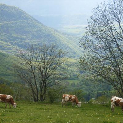 Vaches-au-printemps