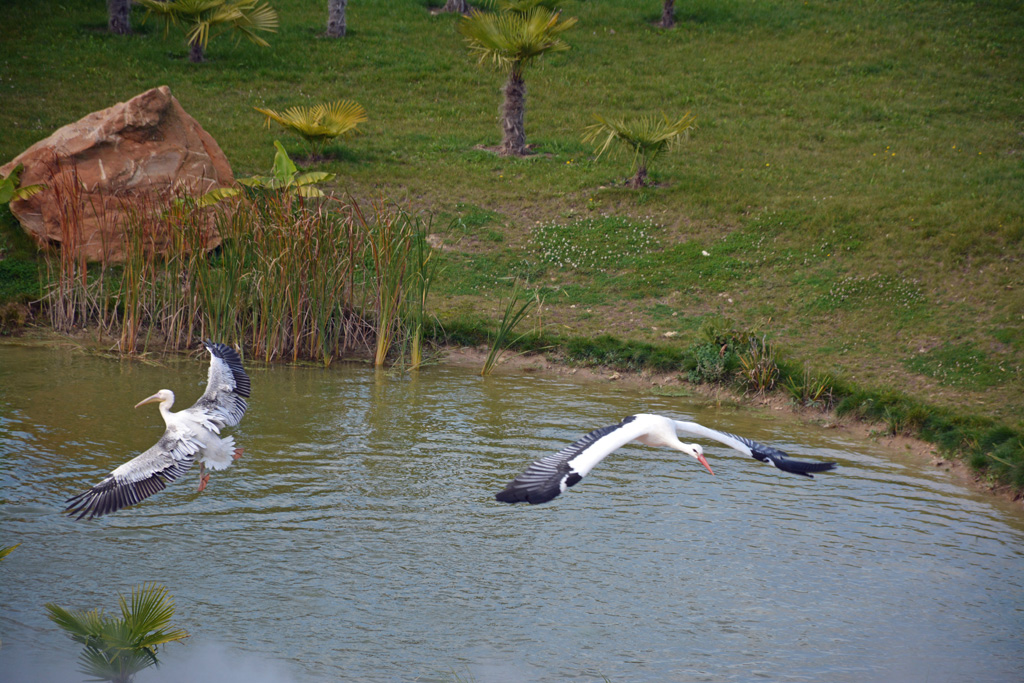 Beauval21