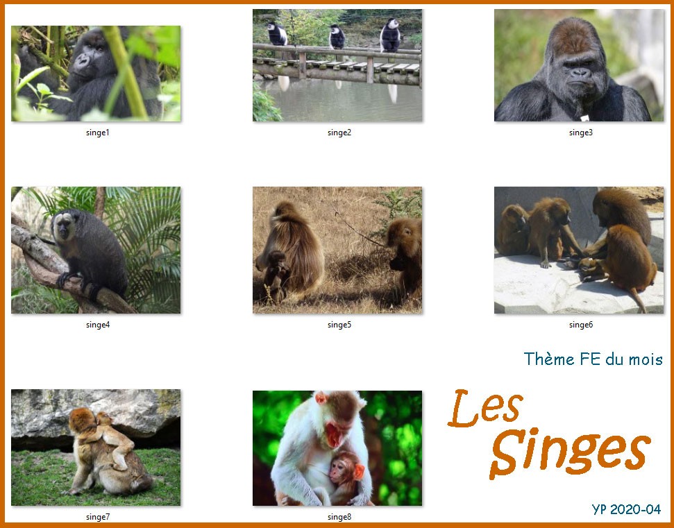 8singes