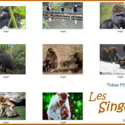 8singes