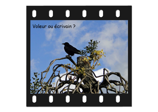 Maitre corbeau voleur ou écrivain ?