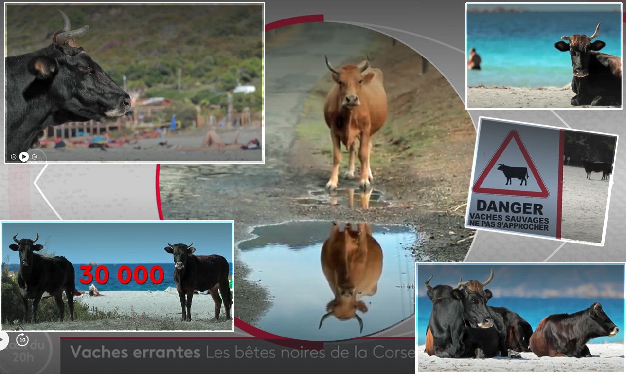 vaches en Corse