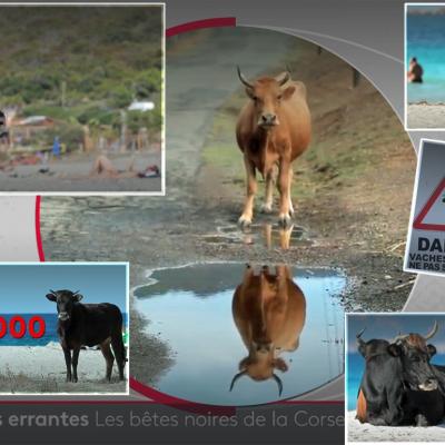 vaches en Corse