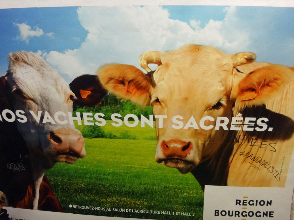aff-vaches-Bourgogne