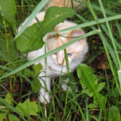 le chat et l'araignée