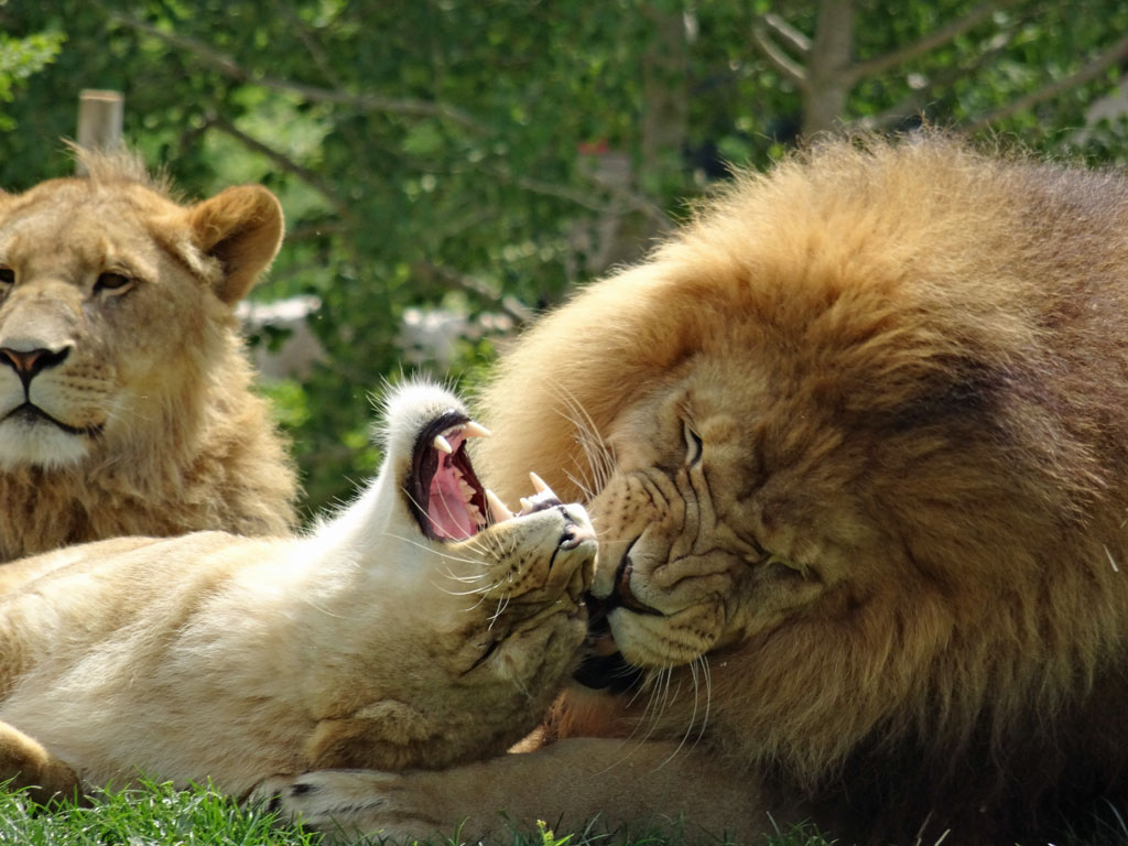 lions en famille