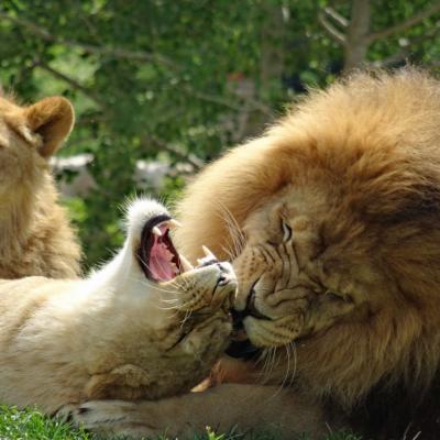 lions en famille