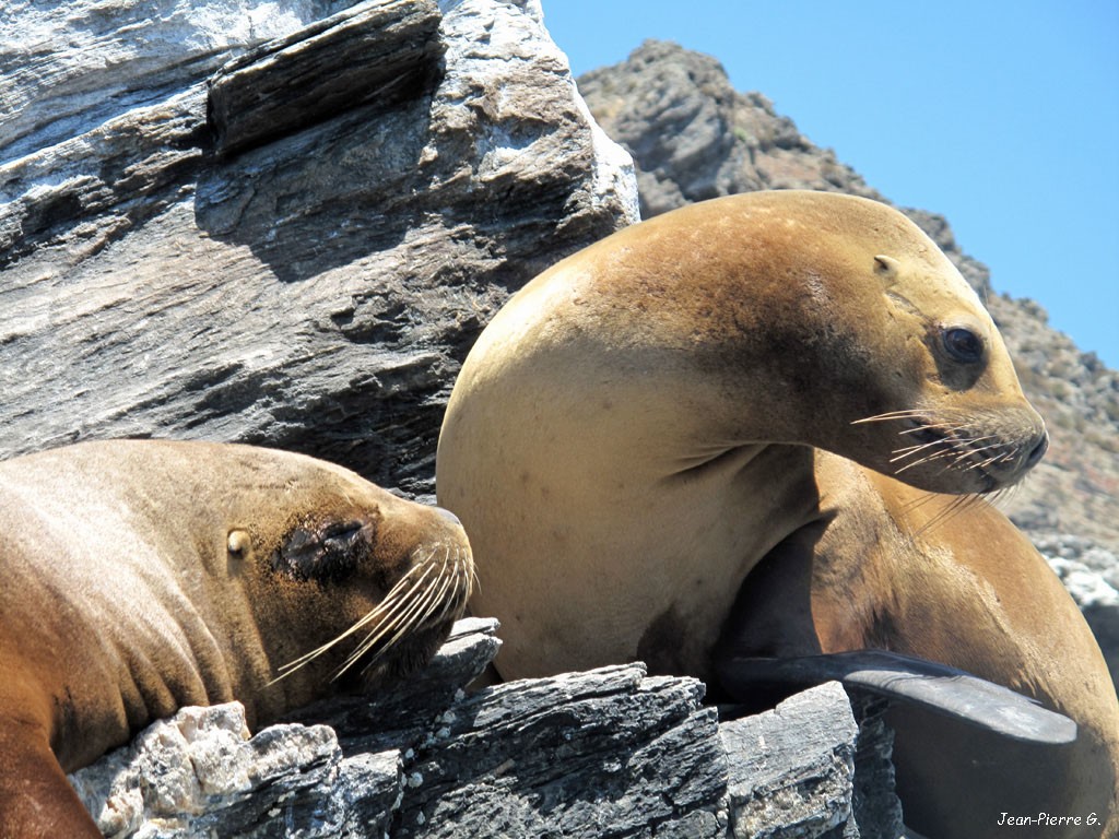 202201-Animaux marins-Animar4