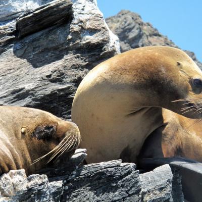 202201-Animaux marins-Animar4