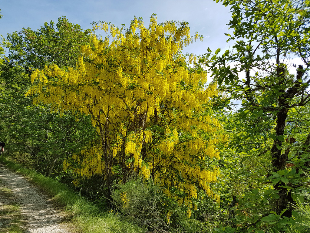 201606g8-Arbres au printemps