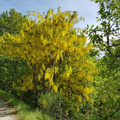 201606g8-Arbres au printemps