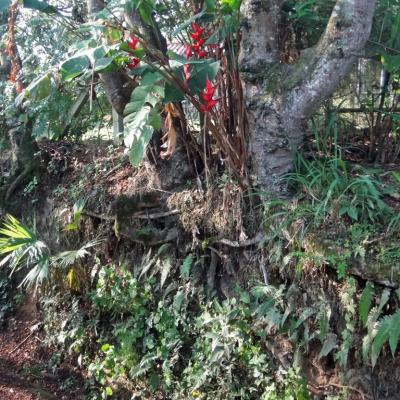 Arbre colombien 2