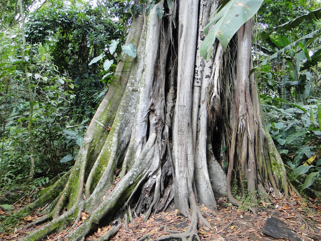 Arbre colombien