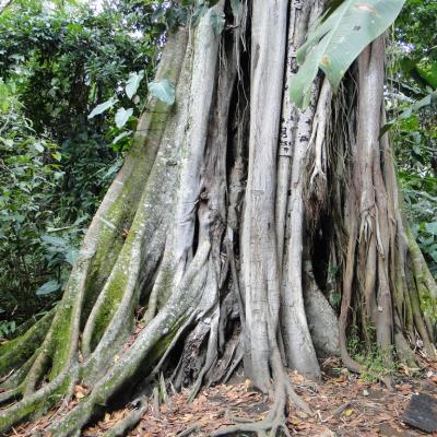 Arbre colombien