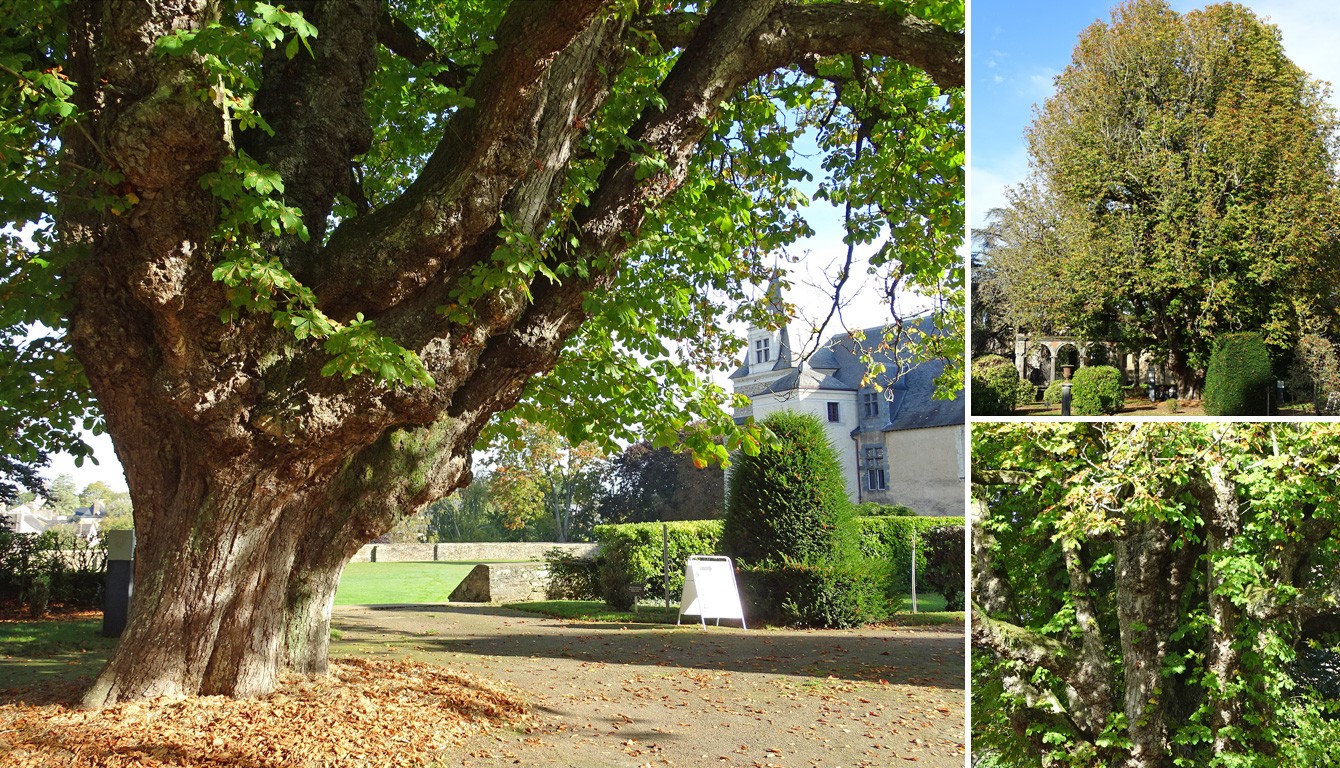 Arbre de Châteaubriant