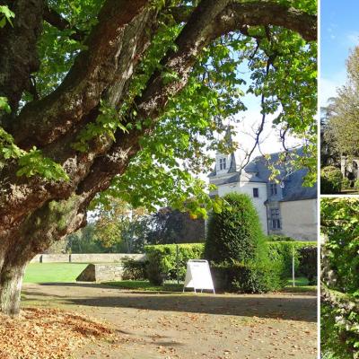 Arbre de Châteaubriant