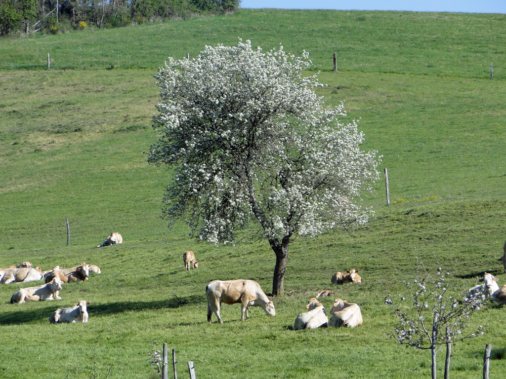 arbre-fleurs1