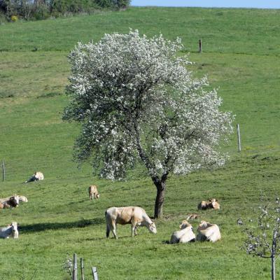 arbre-fleurs1