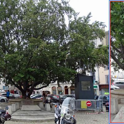 Arbre monument