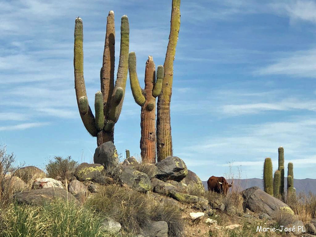 Vache dans les cactus