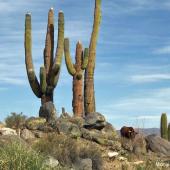 Vache dans les cactus