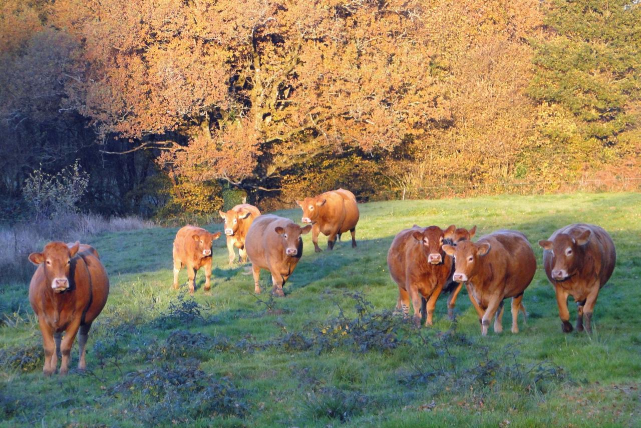 Automne-Limousin2015p1