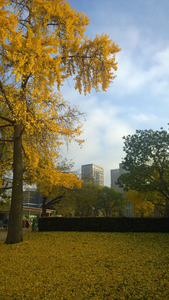 automne-parc-de-Choisy1