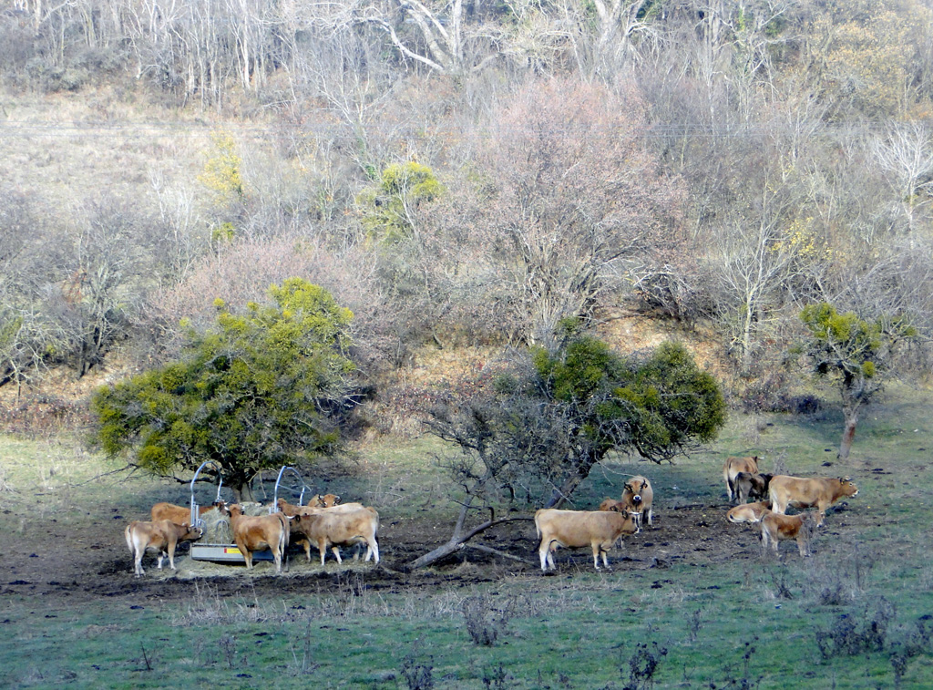 Auvergne