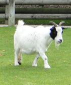 au zoo de Beauval