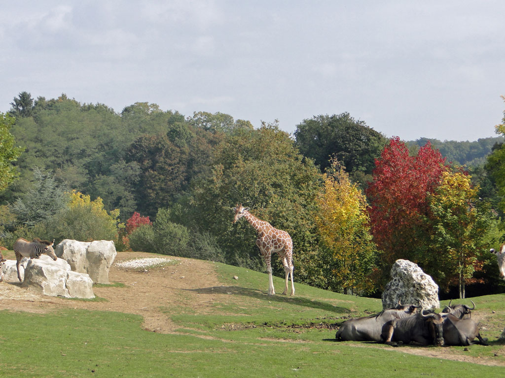 Beauval06