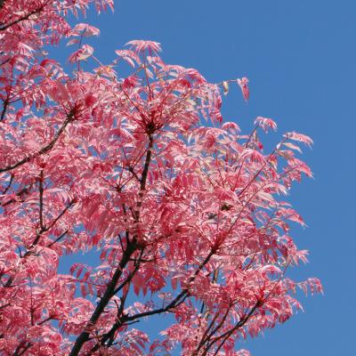 des feuilles roses !