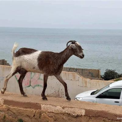 Bord de mer