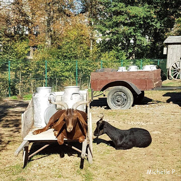 bouc&chèvre