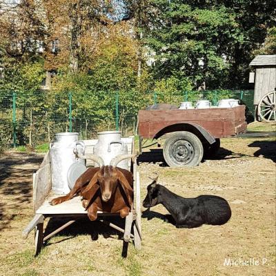 bouc&chèvre