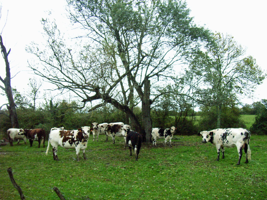 campagne bordelaise