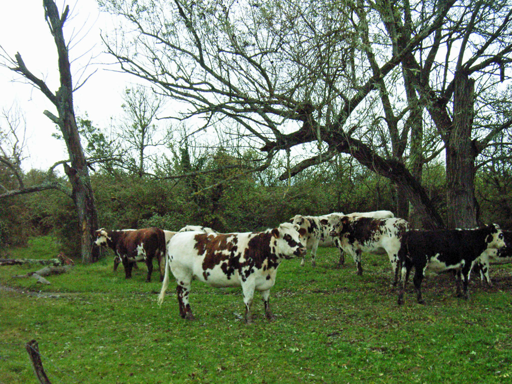 campagne bordelaise2