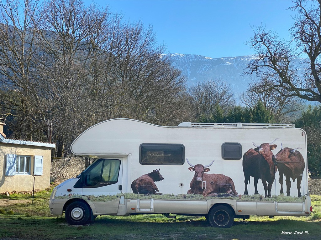 Camping cow