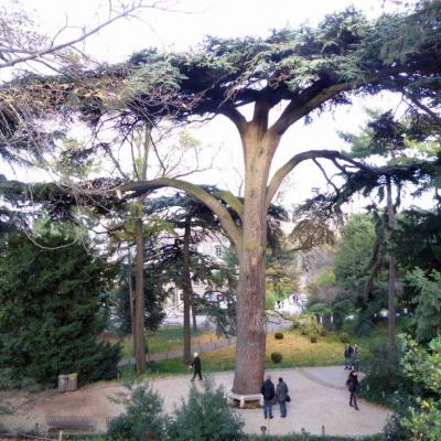 Cèdre du Liban