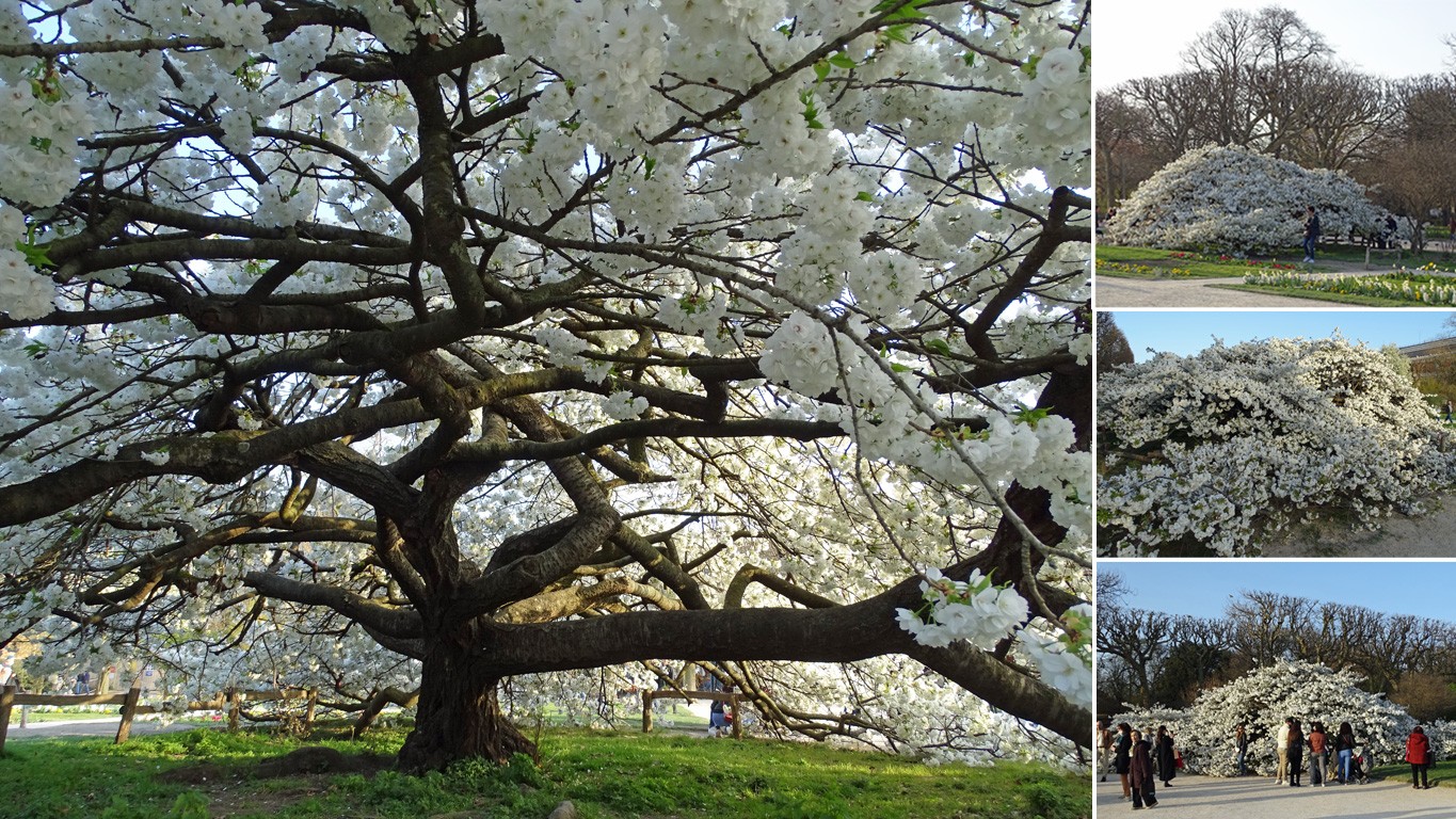 Cerisier japonais au printemps