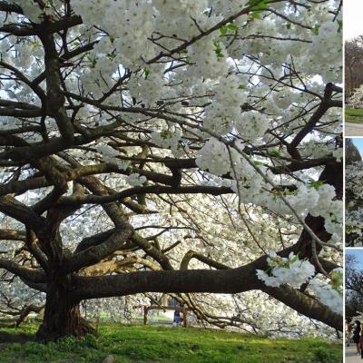 Cerisier japonais au printemps