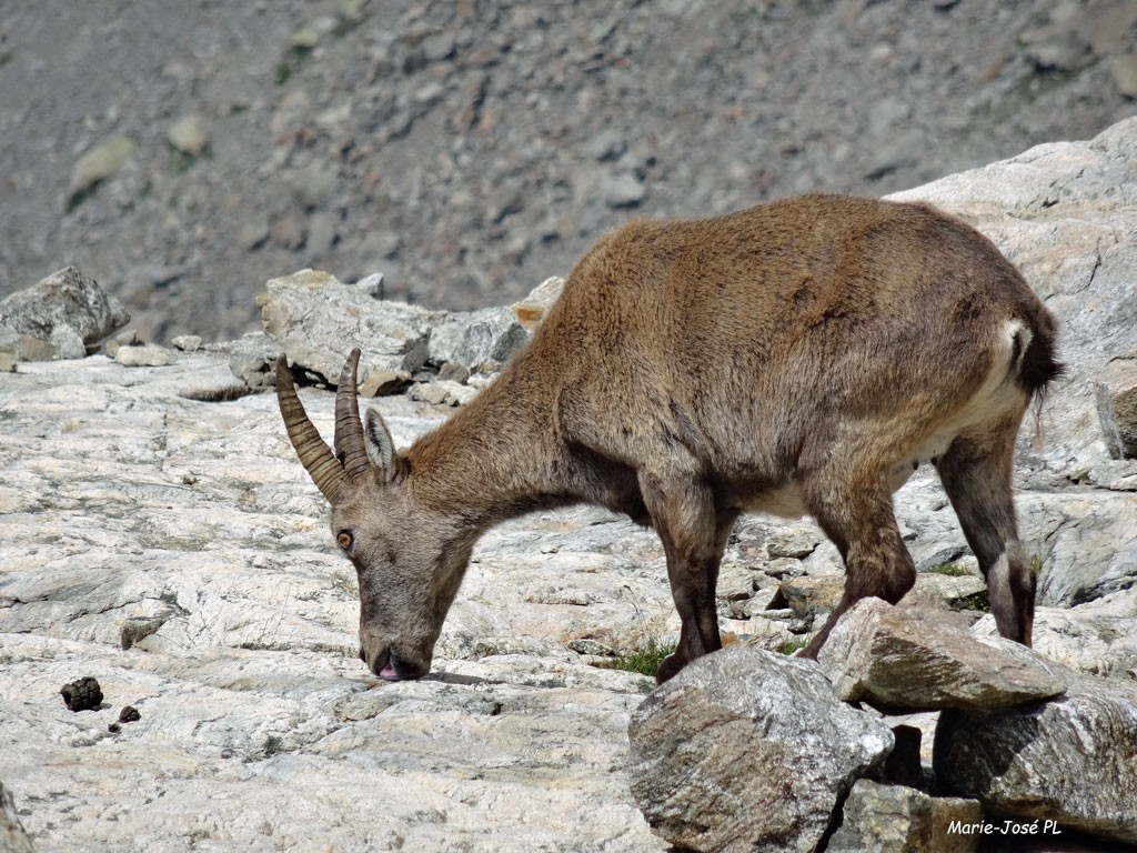 Chamois